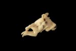 Netsuke erotic din fildes semnat